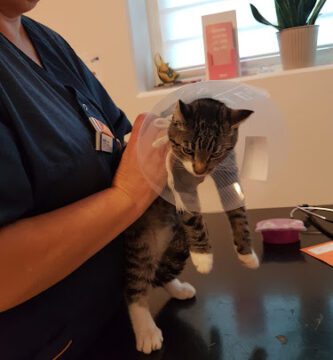 Evidensia Djurdoktorn Västerås veterinär