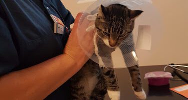 Evidensia Djurdoktorn Västerås veterinär