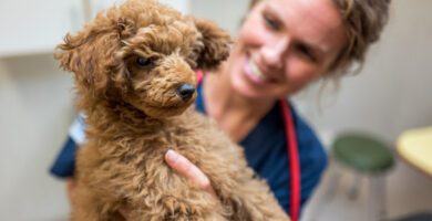 Evidensia Djurkliniken Åkersberga veterinär