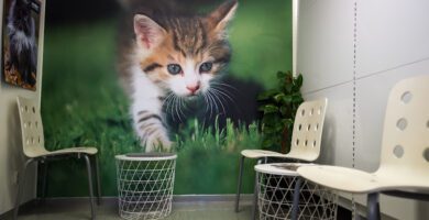 Evidensia Djurkliniken Farsta veterinär