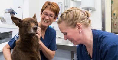 Evidensia Djurkliniken Kållered veterinär