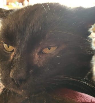 Evidensia Djurkliniken Kristianstad veterinär