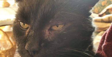 Evidensia Djurkliniken Kristianstad veterinär