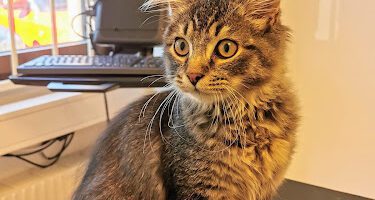 Evidensia Djurkliniken Nacka veterinär