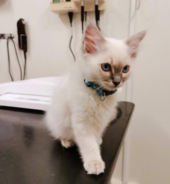 Evidensia Djurkliniken Norrköping veterinär