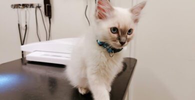 Evidensia Djurkliniken Norrköping veterinär