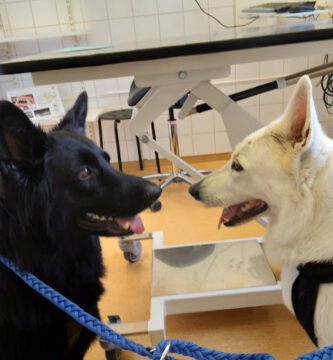 Evidensia Djurkliniken Nyköping veterinär