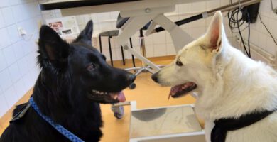 Evidensia Djurkliniken Nyköping veterinär