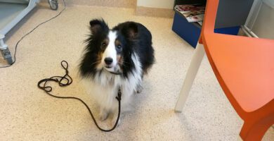 Evidensia Djurkliniken Trelleborg veterinär