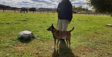 Evidensia Djurkliniken Västerås veterinär