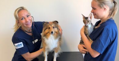 Evidensia Djursjukhuset Västerort veterinär