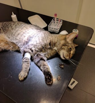 Evidensia Mälarhöjdens Veterinärpraktik veterinär