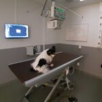 Evidensia Smådjurskliniken Jönköping veterinär