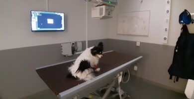 Evidensia Smådjurskliniken Jönköping veterinär