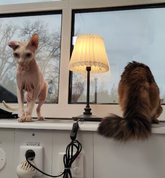 Evidensia Södra Djursjukhuset Kungens Kurva veterinär