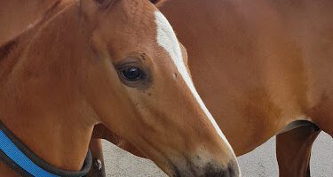 Evidensia Specialisthästsjukhuset Helsingborg veterinär