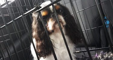 Evidensia Ulvsby Smådjursklinik veterinär