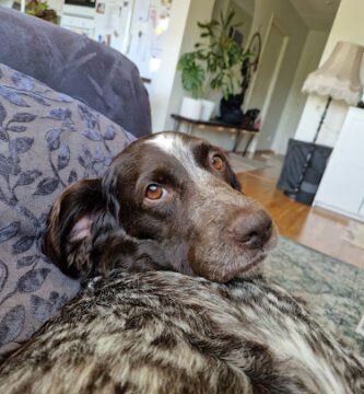 Evidensia Valla Djursjukhus Linköping veterinär