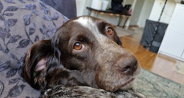 Evidensia Valla Djursjukhus Linköping veterinär