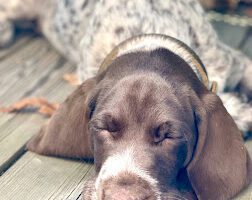 Evidensia Veterinärkliniken Limhamn veterinär