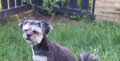 Falkenberg Animal Clinic veterinär