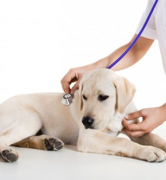 Färingsö Djurklinik veterinär