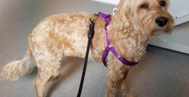 Fyrfota Veterinärpraktik AB veterinär