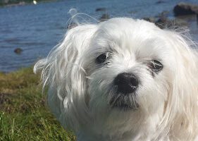 Gothenburg Animal Clinic AB veterinär