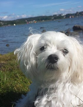 Gothenburg Animal Clinic AB veterinär