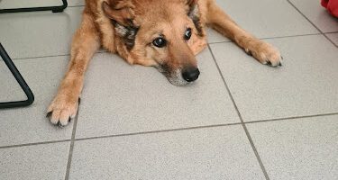 Haga Veterinär veterinär