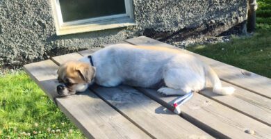 Hagsätra veterinär veterinär