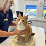 Halmstads Djurklinik AB veterinär