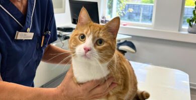 Halmstads Djurklinik AB veterinär