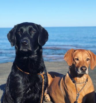 Hammarö Smådjursklinik AB veterinär