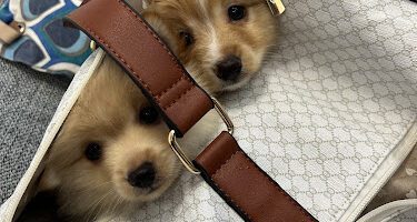 Happy Pet Veterinärklinik veterinär