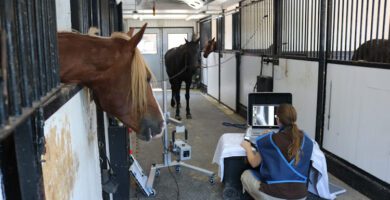 Hästveterinär Skåne veterinär