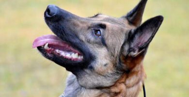 Hellströms Veterinärpraktik AB veterinär