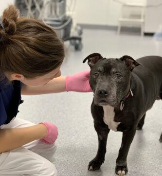 Helsingborg Veterinary Clinic veterinär