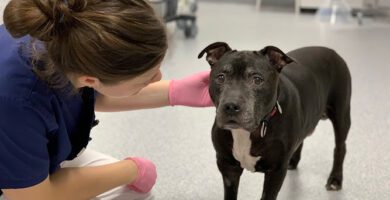 Helsingborg Veterinary Clinic veterinär