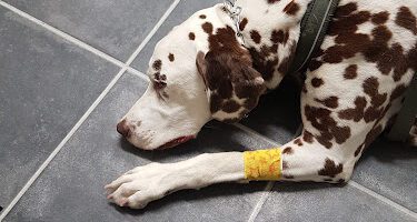 Hofors Veterinärpraktik veterinär