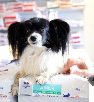 Högsby Djurklinik veterinär