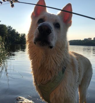 Huddinge Animal Clinic veterinär