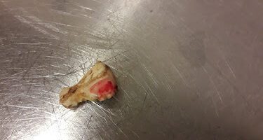 Husaby Hästakut I Skara Ab veterinär