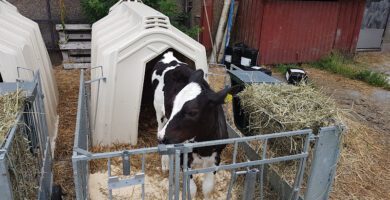 Ingelstadgymnasiets Veterinärklinik veterinär