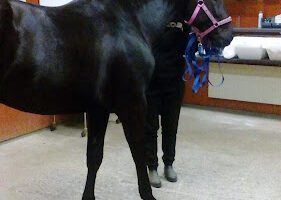 Jägersro Hästklinik AB veterinär