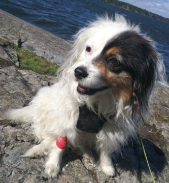 Järfälla Animal Clinic veterinär