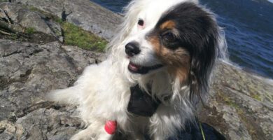 Järfälla Animal Clinic veterinär