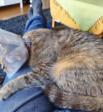 Kattens Veterinär veterinär