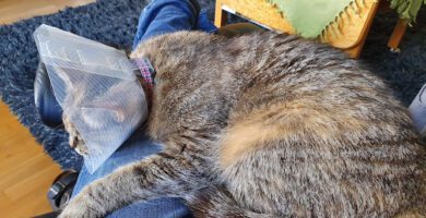 Kattens Veterinär veterinär