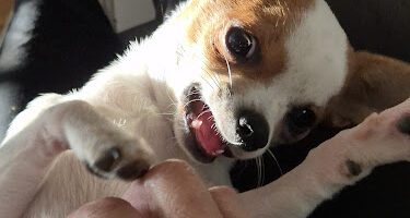 Kickis Veterinärmottagning veterinär